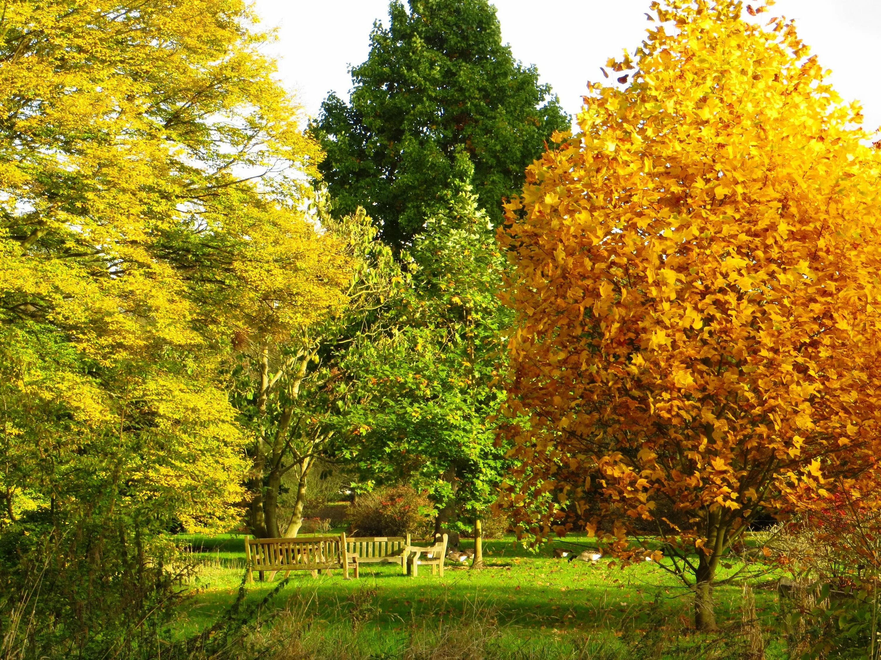Дуб осенью. Деревья в начале осени. Ранняя осень деревья. Дерево ранней осенью. Ранняя осень деревья.