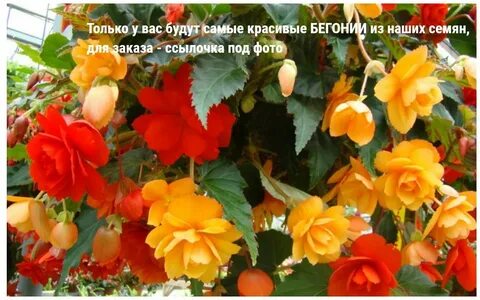Бегония ампельная клубни
