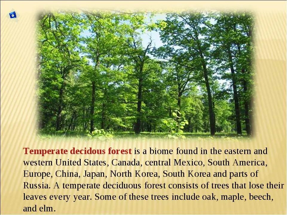 Natural zones. Decidous Rainforest. Europe temperate Rainforest.