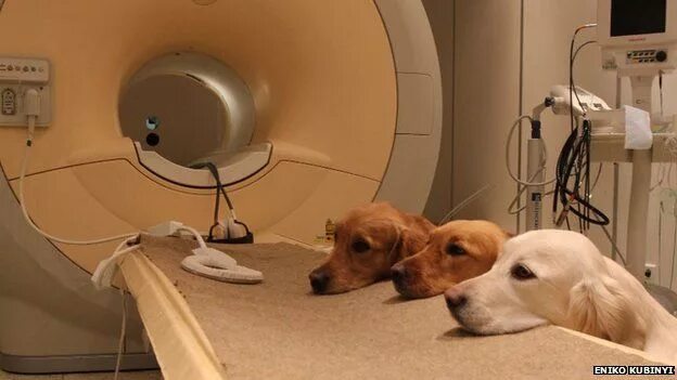 Отек мозга у собаки. Томограф для животных. Мрт для животных. Компьютерная томография собаки. Мрт собаки.