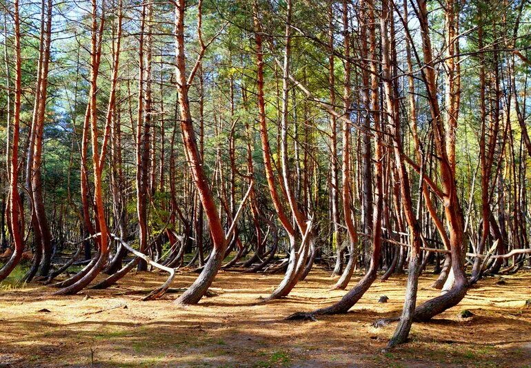 В отдельных местах леса где. Танцующий лес Тырново Рязанская область. Танцующий лес в Рязанской области Шиловский.