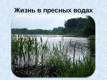 Особенности пресных озер