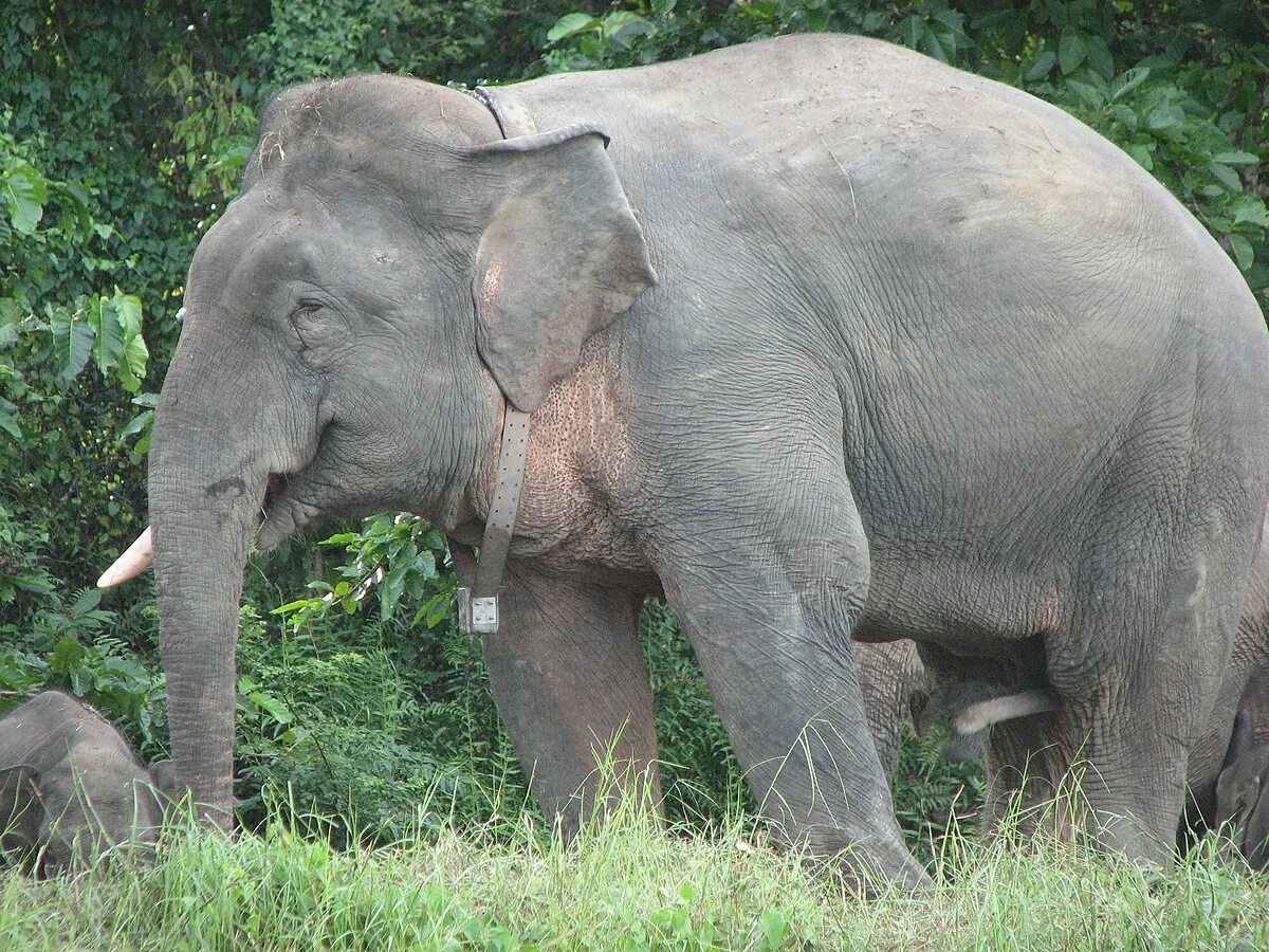 Working elephant. Слоновый Маяк. Слон на Маяке. Два маленьких слоника с понятым и опущенным хоботами.