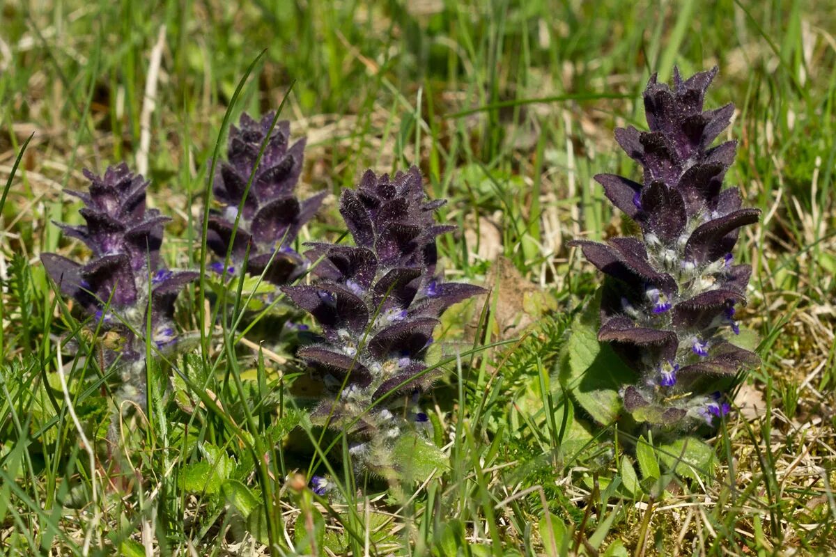 Аюга туркестанская. Живучка пирамидальная (Ajuga pyramidalis). Живучка ползучая. Живучка ёлочковидная. Живучка Туркестанская.