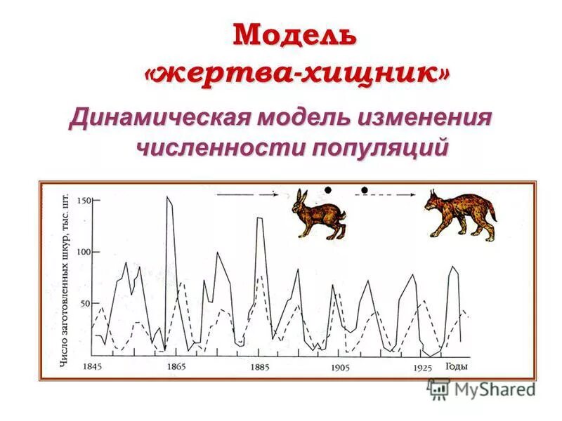 На графиках продемонстрированы изменения численности жертвы зайцев. Модель хищник жертва график. Математическое моделирование системы «хищник-жертва».. Модель хищник жертва Гаузе. График изменения численности хищника и жертвы.