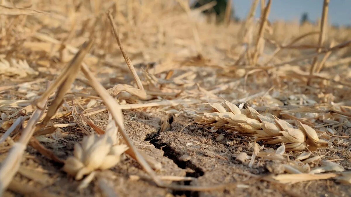 Посеявший зерно самоклеящаяся. Засуха пшеница. Неурожай пшеницы. Засуха урожай. Засуха в поле.