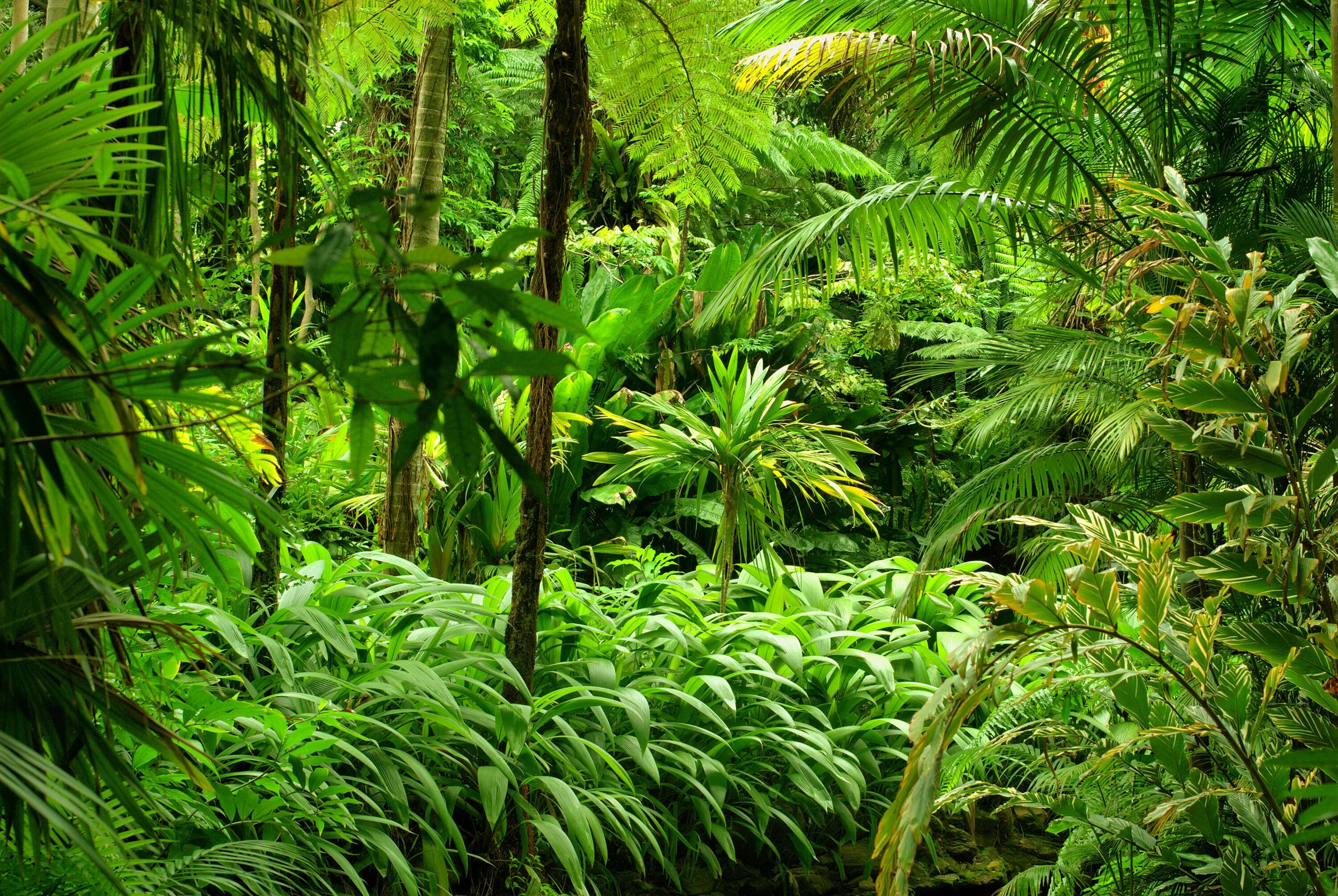НЕПРОХОДИМЫЙ тропический лес Африки. Подлесок тропического леса. Папоротники лианы. Jungle download