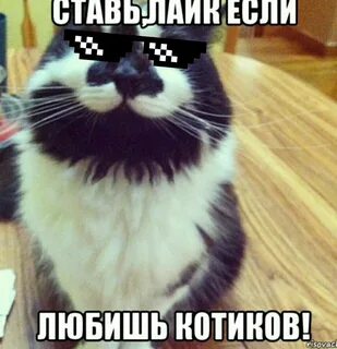 Коты бро