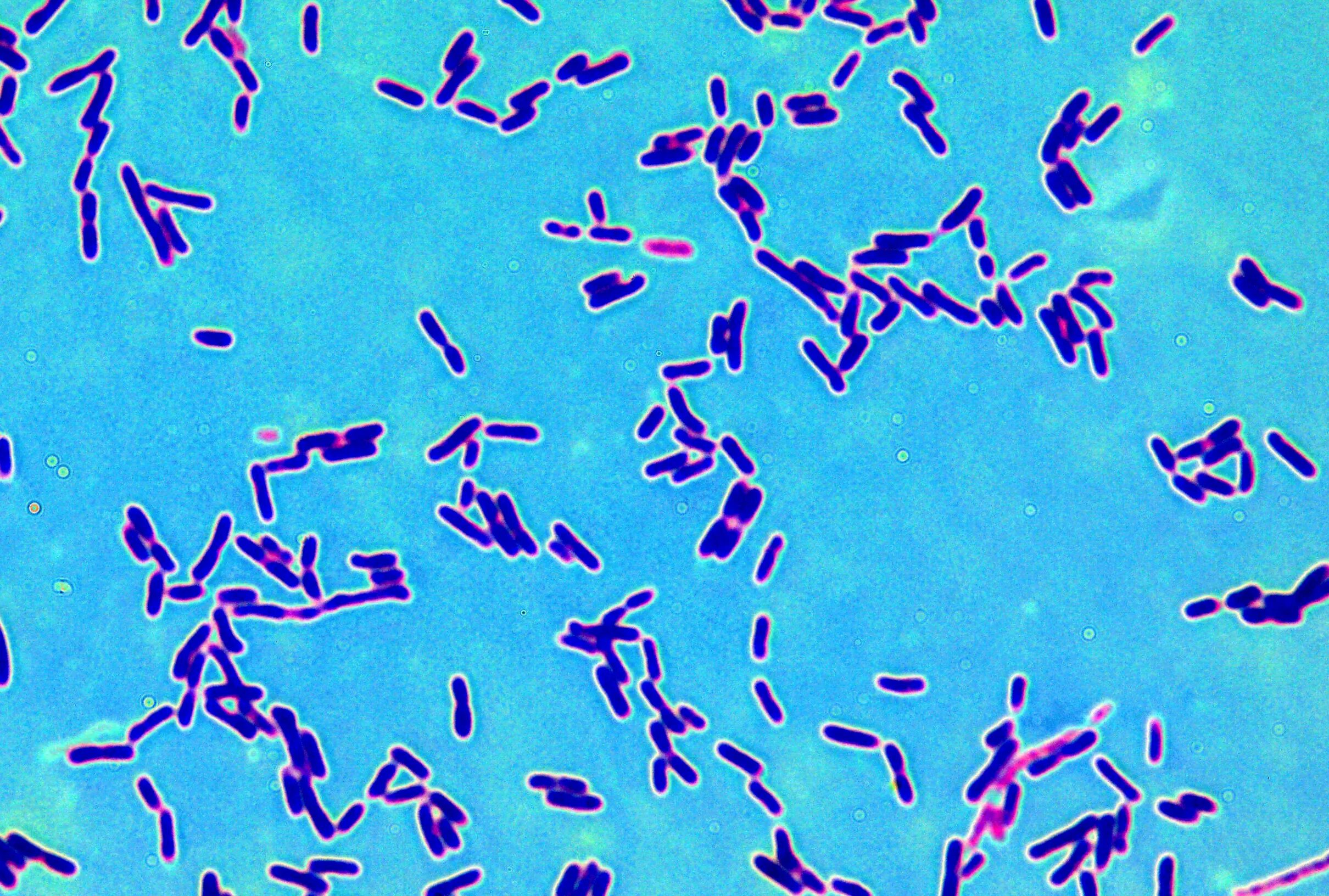 Clostridium spp. Lactobacillus Acidophilus под микроскопом. Лактобациллы Бревис. Лактобациллус плантарум. Лактобациллы бактерии.