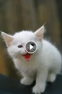 Видео белого кота