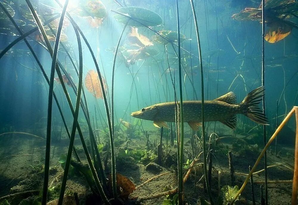 Щука в мутной воде. Речное дно. Подводный мир озера. Река под водой. Рыбы под водой.