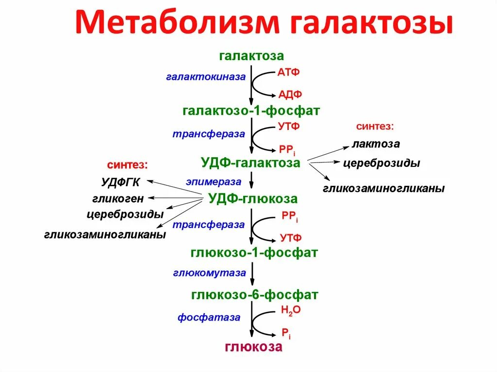 Фруктоза ферменты. Метаболизм фруктозы и галактозы. Метаболизм галактозы биохимия реакции. Метаболизм галактозы при галактоземии. Схема метаболизма галактозы.