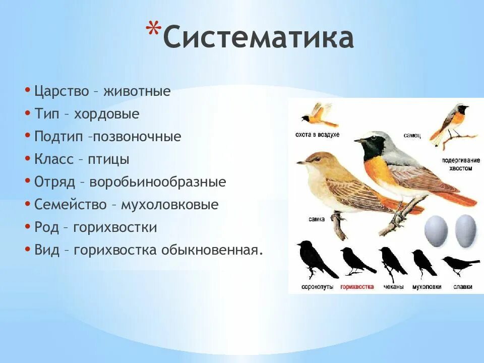Приведите примеры птиц. Систематика птиц. Классификация животных птицы.