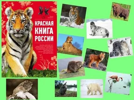 Подготовительной группе красная книга