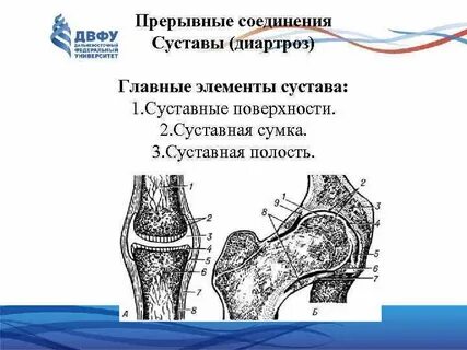Соединение суставов