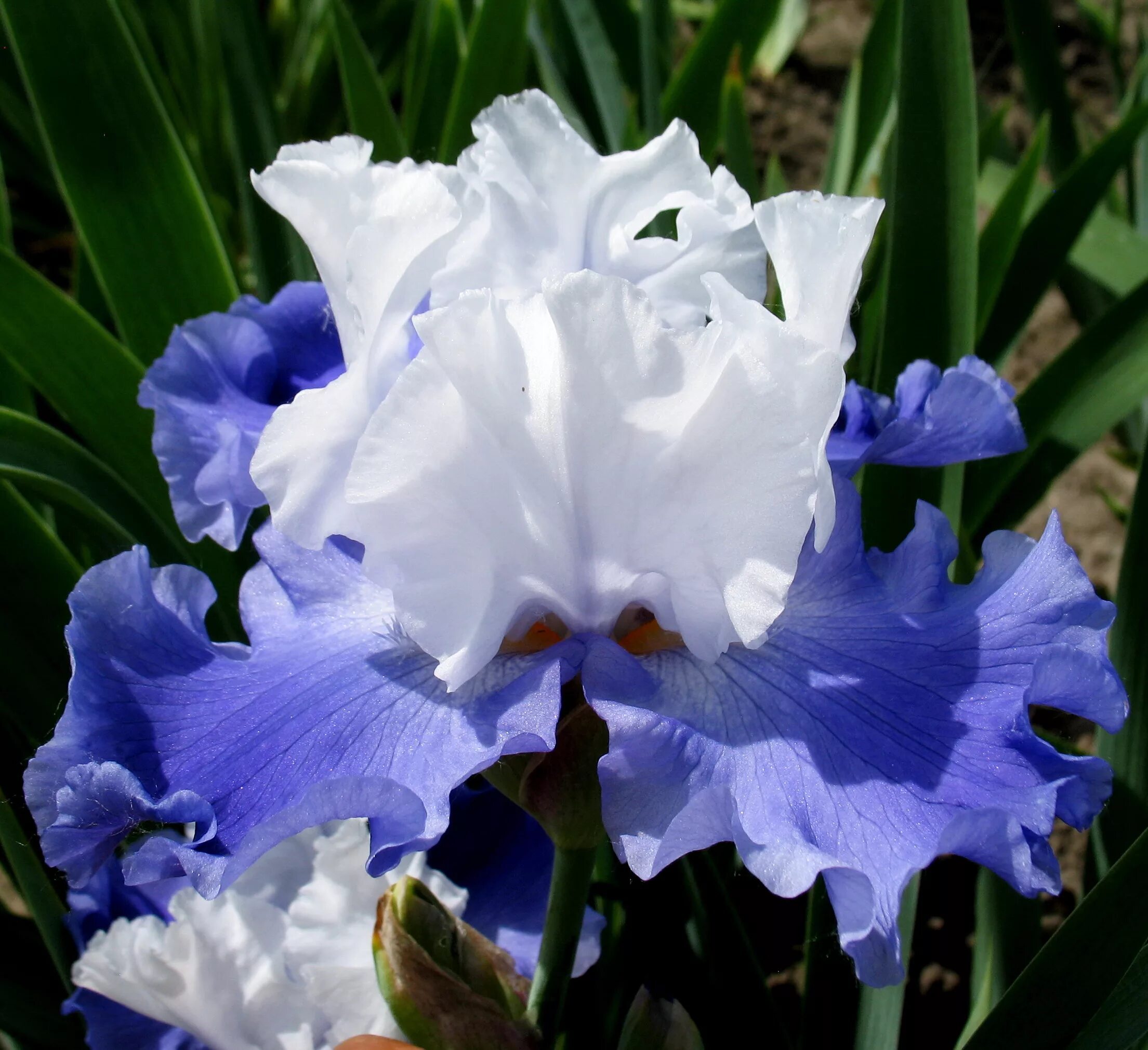 сорта цветов ириса. ирис бородатый (сорт 'rimfire'). сорта цветов ириса. ирис бородатый сортовой. ирис бородатый микс.