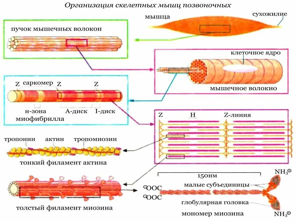 Строение мышечной клетки биохимия. Биохимия мышц биохимия нервной системы. Строение мышечного волокна скелетной мышечной ткани. Схема мышечного сокращения биохимия. Сокращение мышц и работа сердца