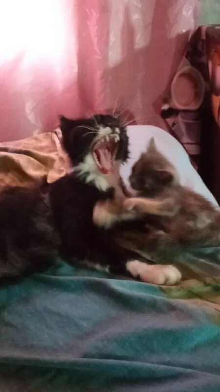 Летающий кот. Коты гифки. Кот в космосе. Офигевший кот гиф. Котенок гиф.