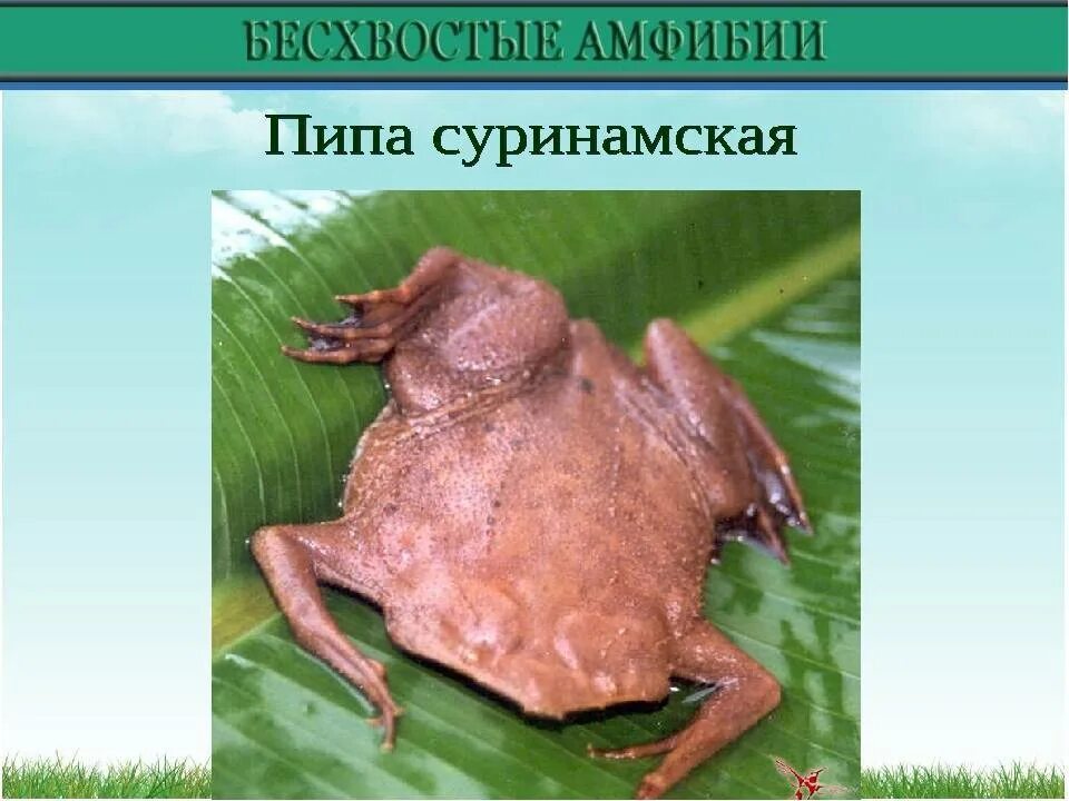 Представители бесхвостых земноводных. Отряд бесхвостые представители. бесхвостые амфибии примеры. бесхвостые земноводные примеры. представителибезхостых.