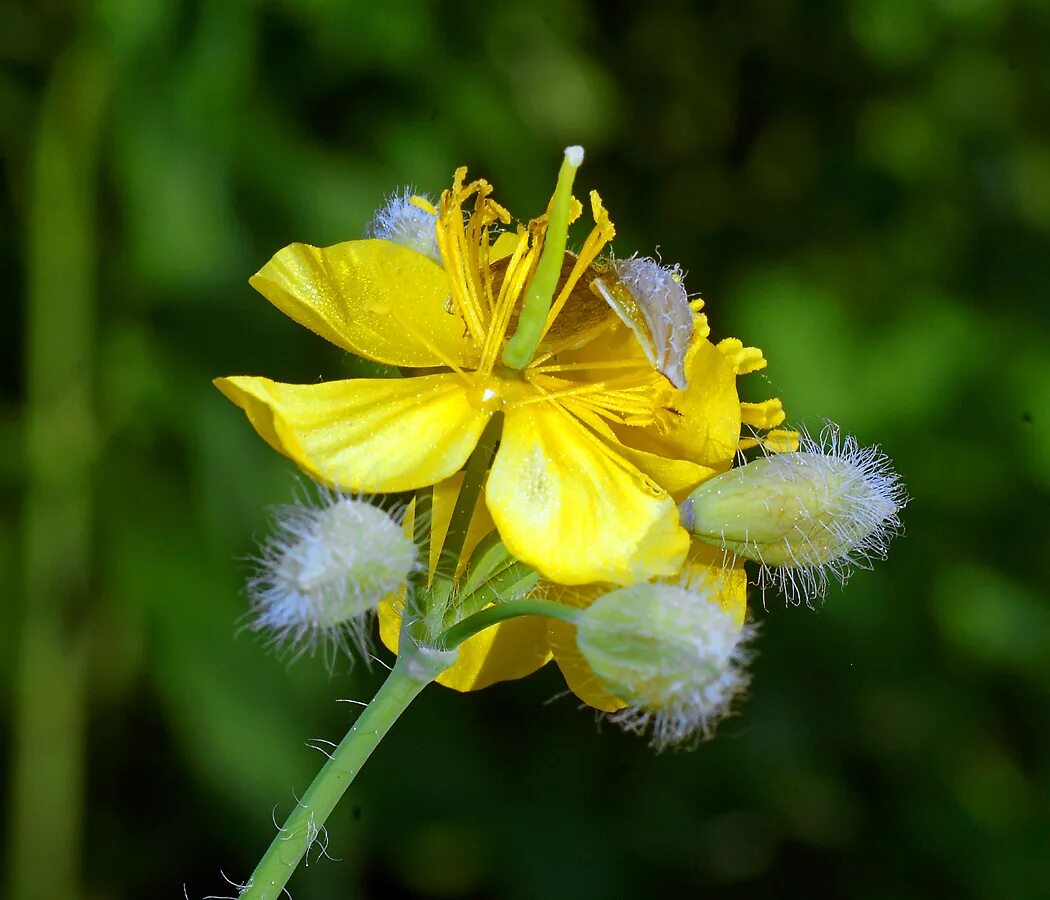 Чистотел большой (Chelidonium majus l.). Чистотел соцветие. Chelidonium majus описание цветок.