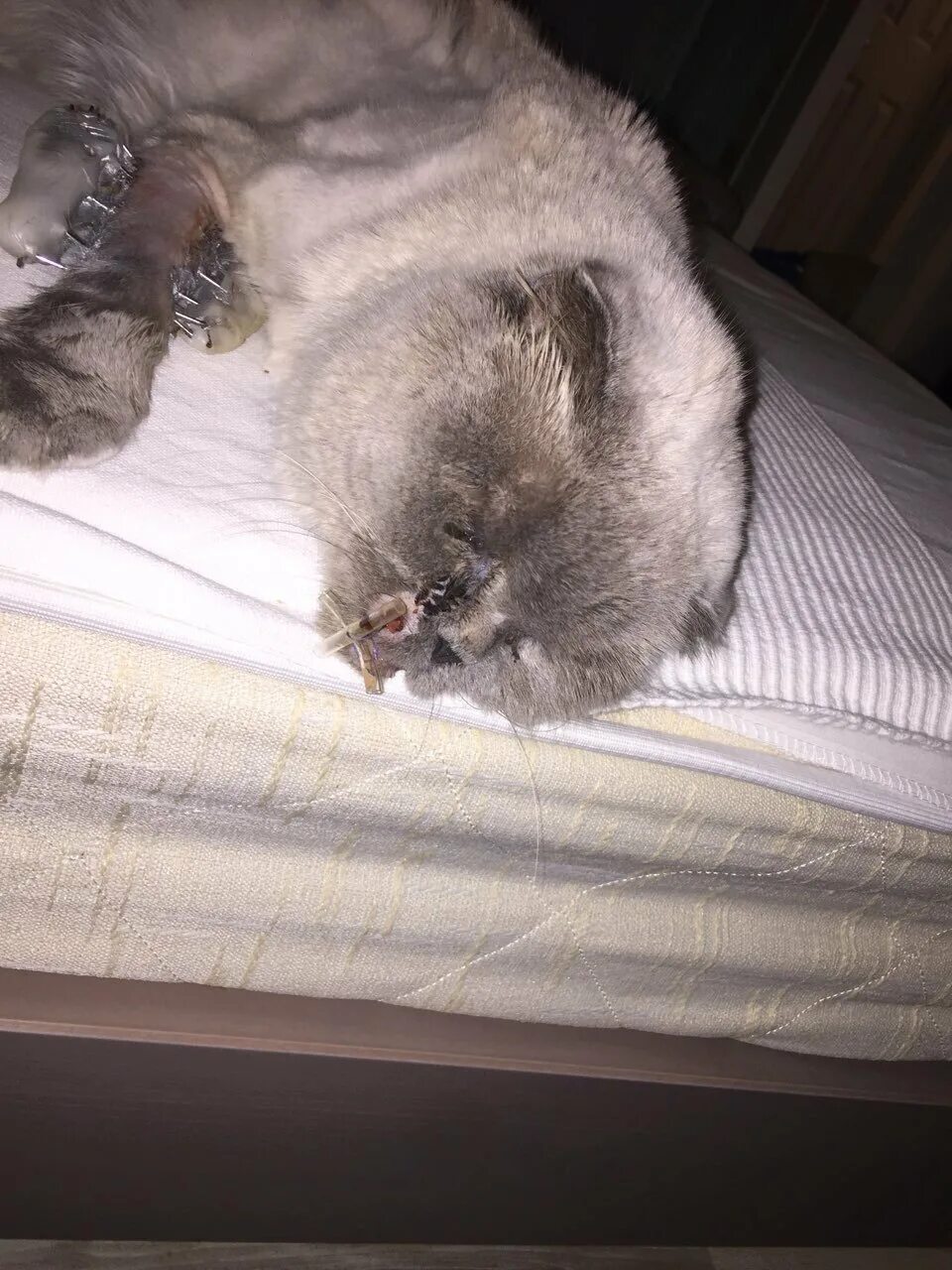 Издательство над котом. Коты издевательство. Издевательство над котами. Коты издевательство. Издевательство над кошками.