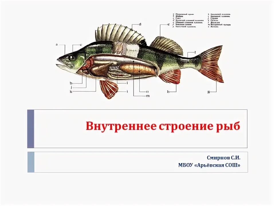 Внутреннее строение рыбы. Строение и жизнедеятельность рыб. Строение рыбы 7 класс биология. Внутреннее строение рыбы 7 класс.