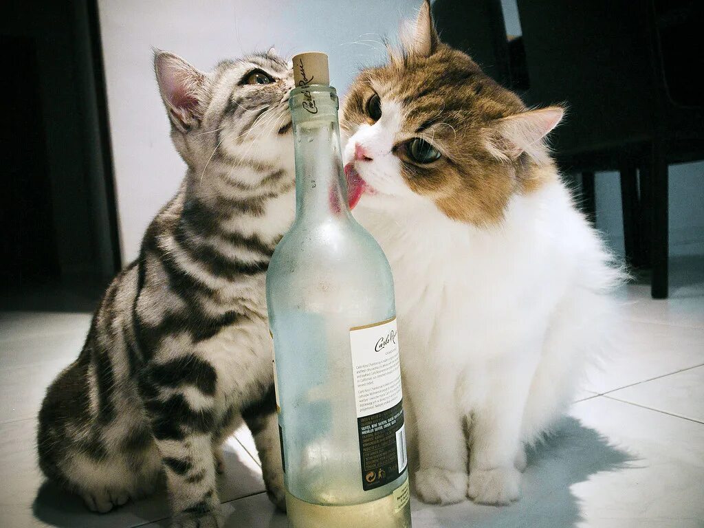 Два кота пьют
