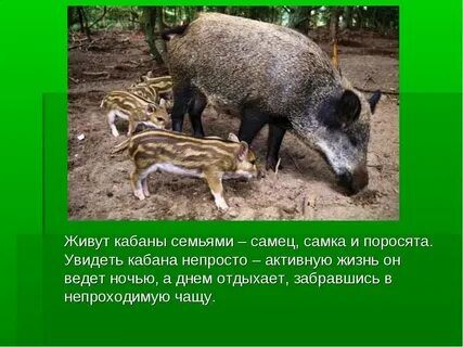 Где живет кабан
