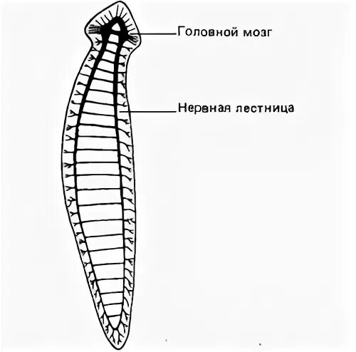 Нервная система лестничного червя