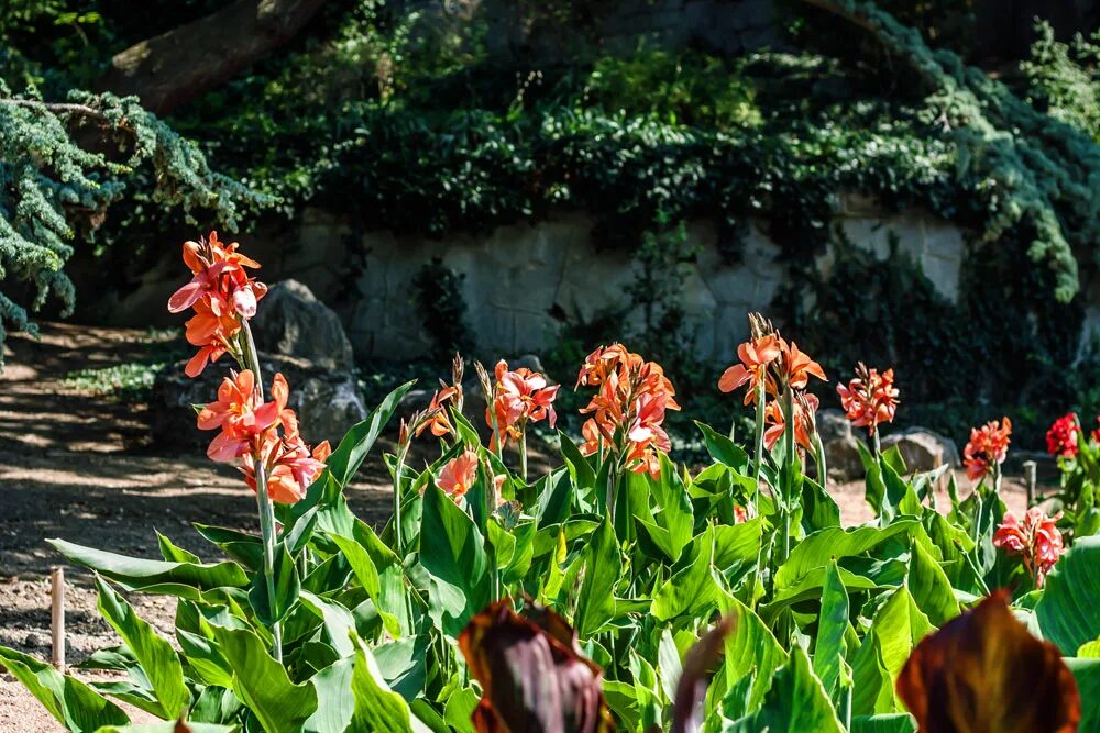 Цветок канны фото описание. Канны цветы. Канны Никитский Ботанический сад. Канна Тарудант. Канна карликовая.