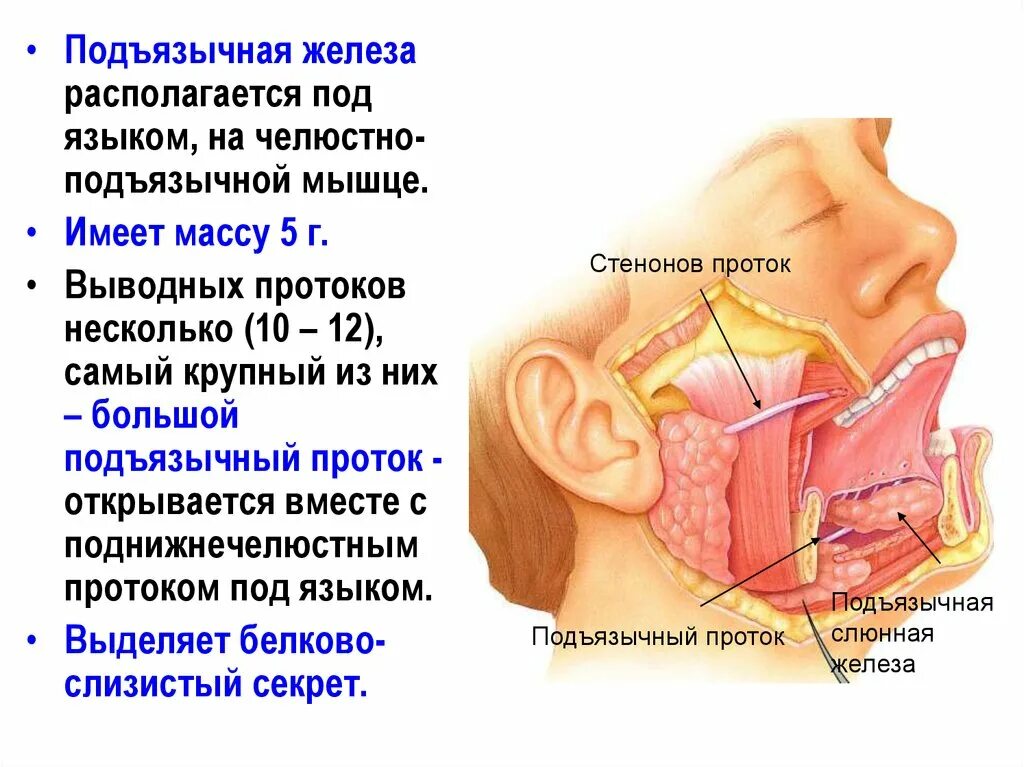 Топография поднижнечелюстной слюнной железы. Подъязычная слюнная железа имеет Тип секрета. Околоушная слюнная железа поднижнечелюстная железа. Топография подчелюстной слюнной железы.