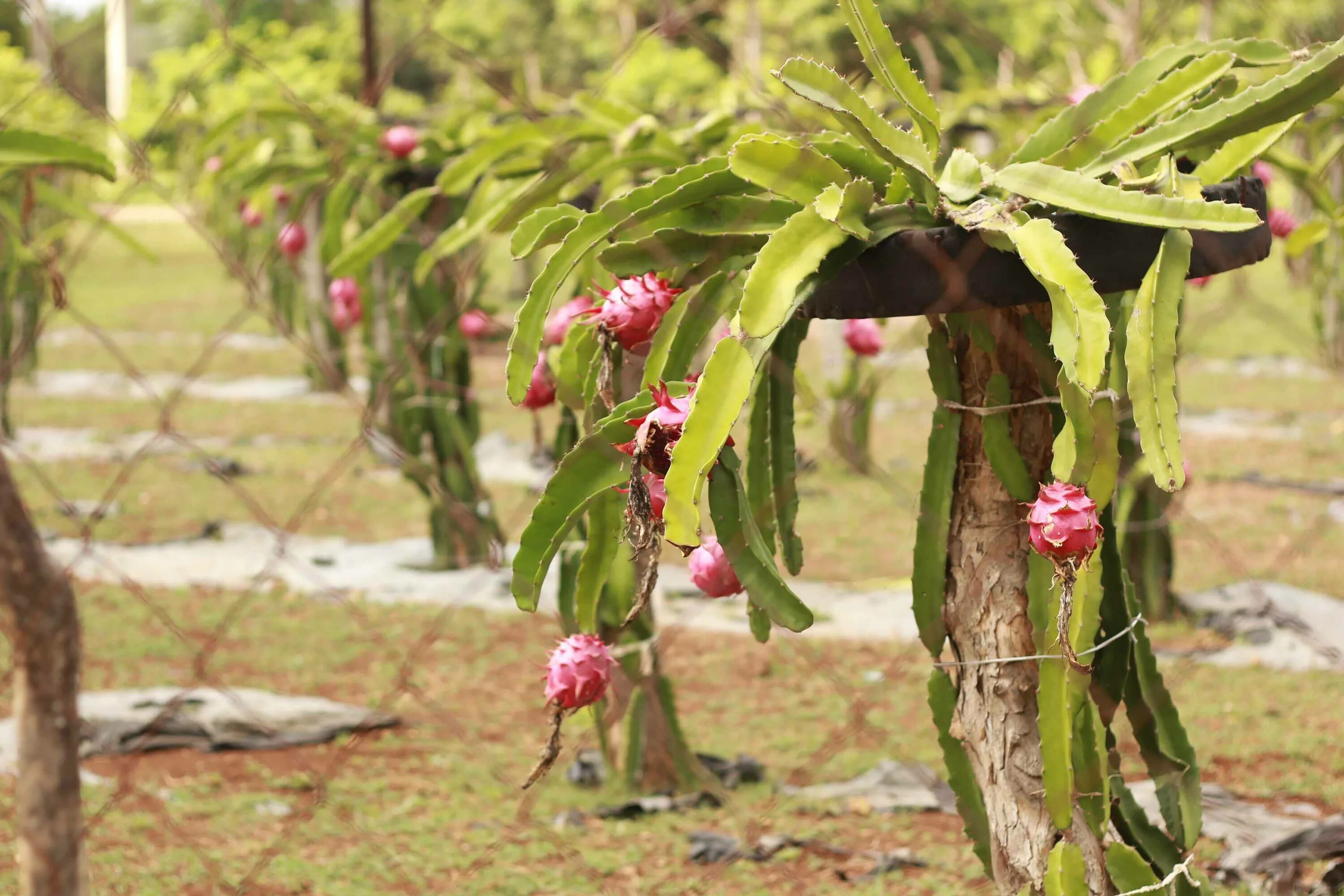 Толстянка росток. Как вырастить дерево из отростка. Толстянка денежное дерево отросток. Толстянка денежное дерево ростки. Как вырастить дерево из отростка.