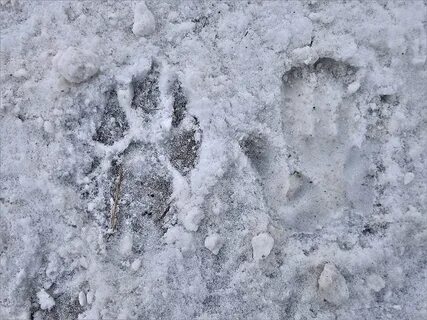 Около упавшего дерева виднелись волчьи следы
