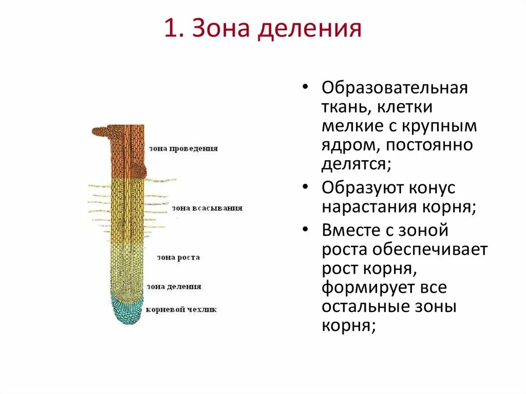 Зона деления корня ответ. Какими тканями образованы зоны корня растений. Клетки зоны деления корня деление. Зоны корня и ткани их образующие. Корневой чехлик строение.