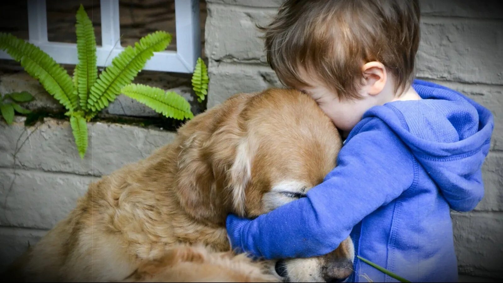 Мы в ответе за того кого приручили. Бережное отношение к животным. Доброта и милосердие. Доброта в жизни человека. Доброта в поступках.