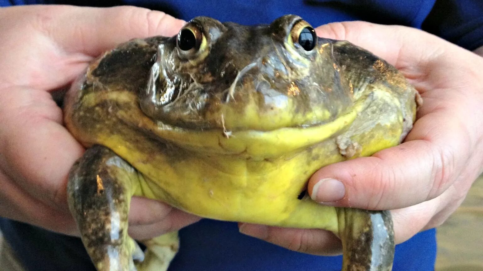 Бычья лягушка. Лягушка водонос Голиаф. Лягушка бык водонос. Африканская жаба Bullfrog.
