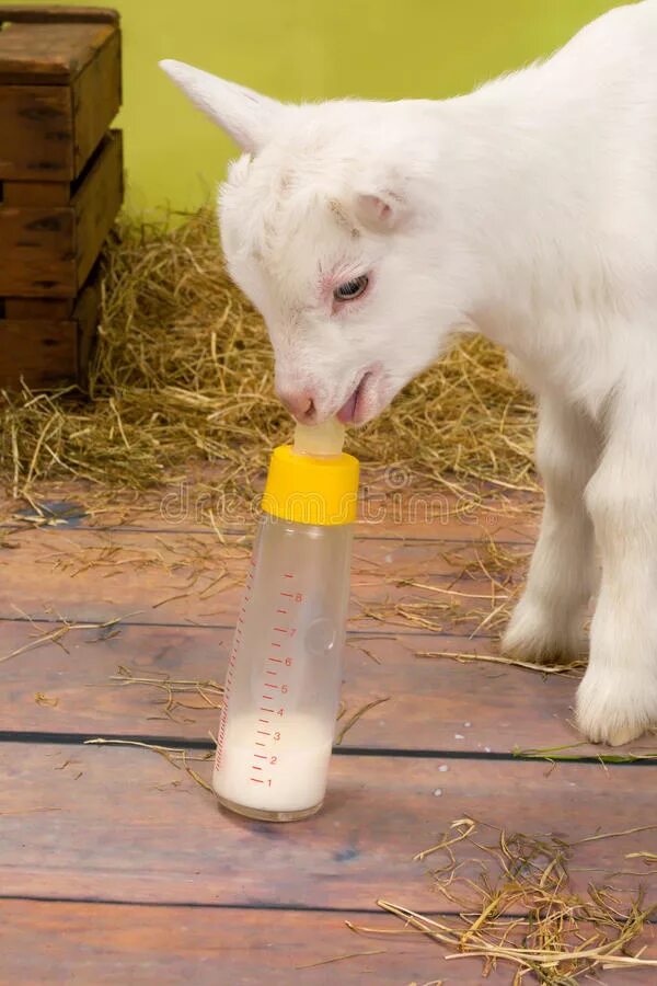 Дают ли молоко козлята. Коза молоко. Козлята для молока. Коза с бутылкой молока. Козье молоко в бутылке.