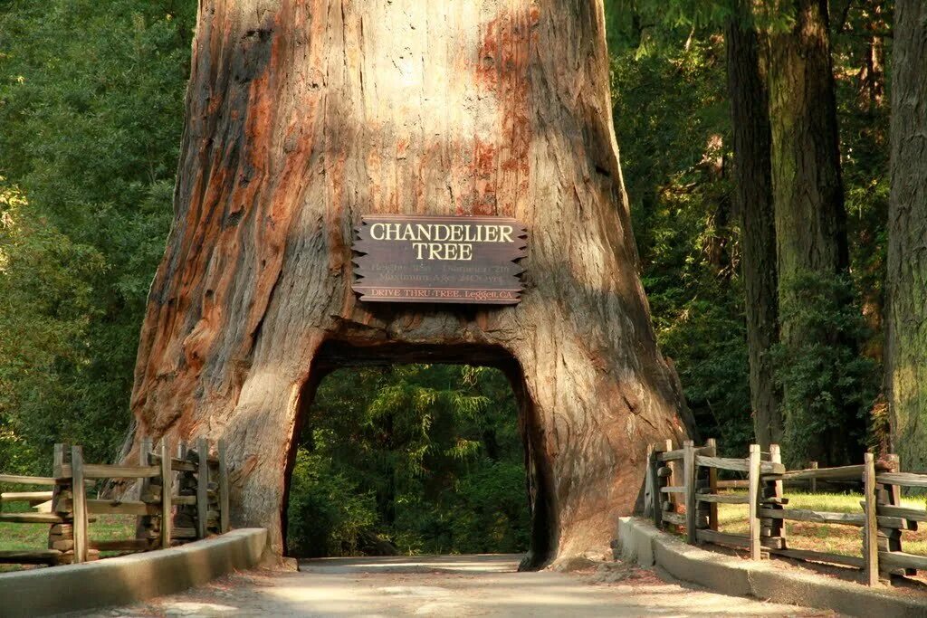 Лес где дерево на дереве стоит. Chandelier Tree дерево Калифорния. Секвойя дерево тоннель. Калифорния туннель Секвойя. Секвойя арка.