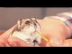 Сливки шоу хомяка