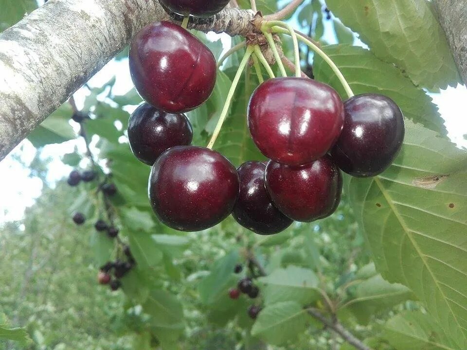 Сорт черешни бычье сердце отзывы. Черешня дайбера чёрная. сорт черешни дайбера черная. черешня колоновидная черная. черешня мелитопольская чёрная.