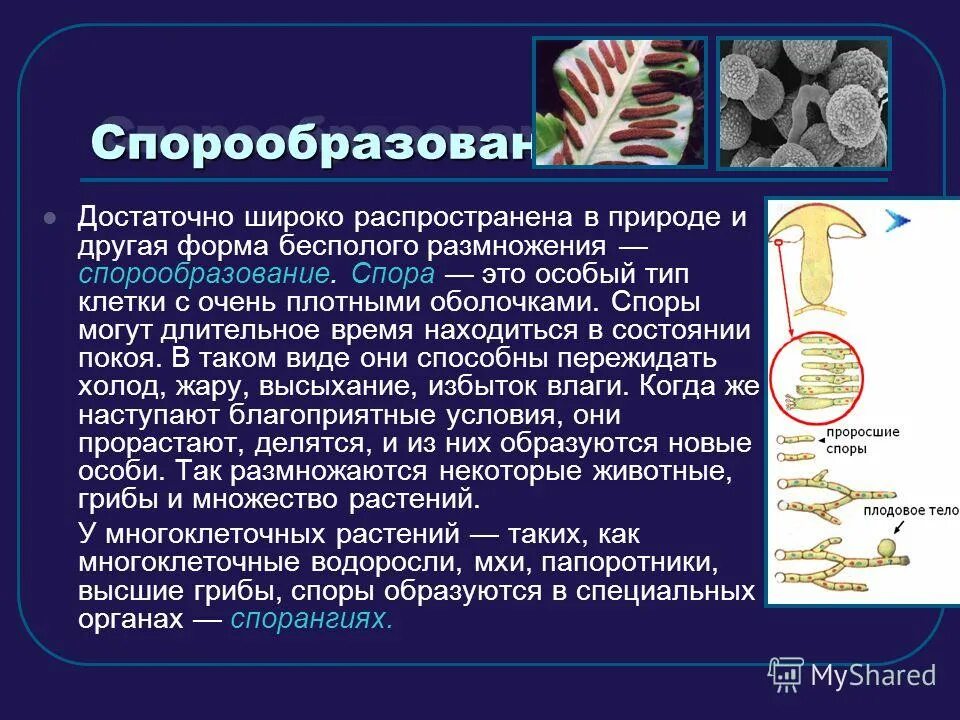 Размножение с помощью спор половое размножение. Спорообразование бесполое размножение. Спорообразование процесс размножения. Способы бесполого размножения спорообразование. Спорообразование примеры растений.