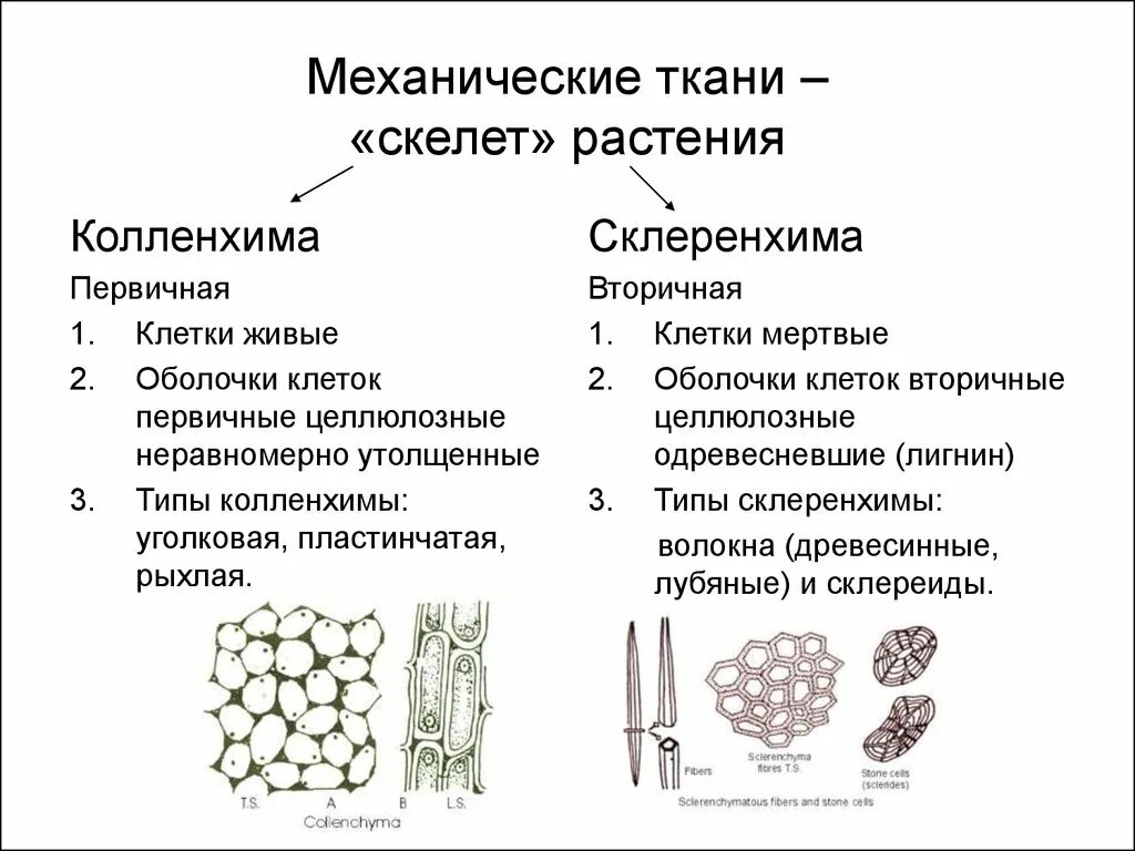 Выполняемые функции механической ткани растений