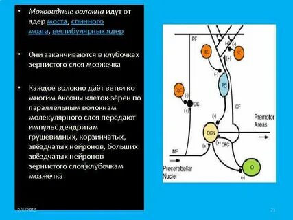 Возбужденные ядра