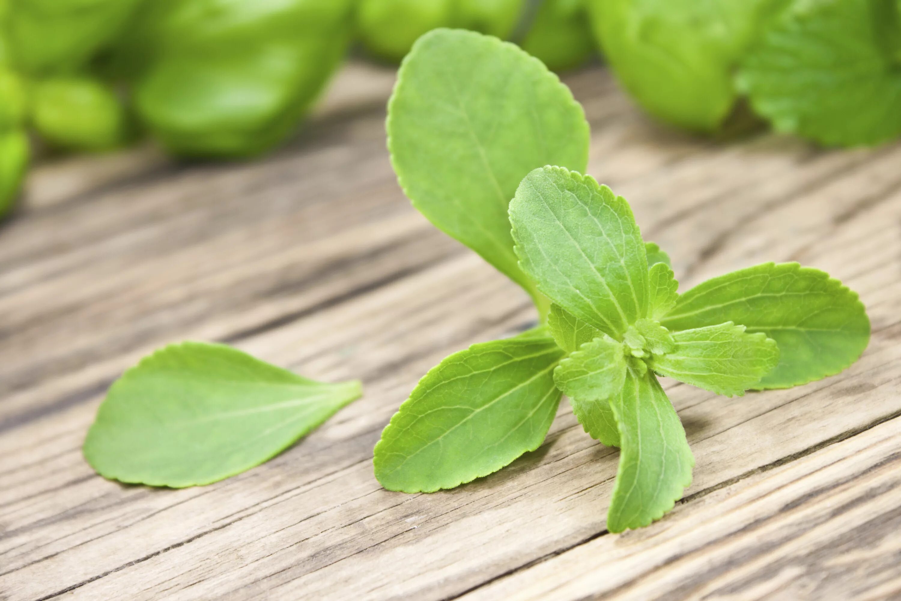 Stevia rebaudiana. Стевия растение. Стевия сладкая трава. Стевия Ребо.