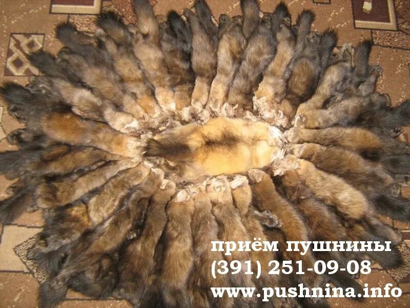 пушнина соболь. прием пушнины. дорогие пледы из натурального меха. пошив меховых одеял. шкурки соболя.