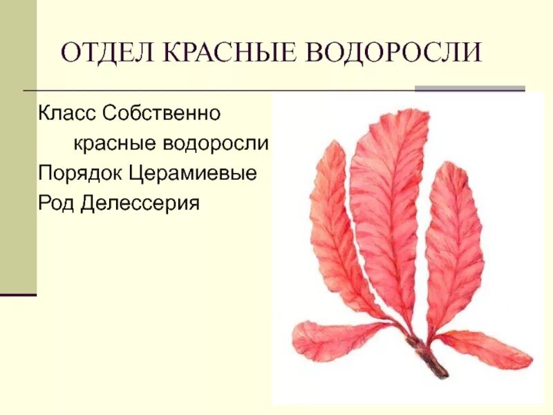 Красные водоросли делессерия. Красные водоросли делессерия строение. Делессерия водоросль строение. Деллесирия водоросль строение.