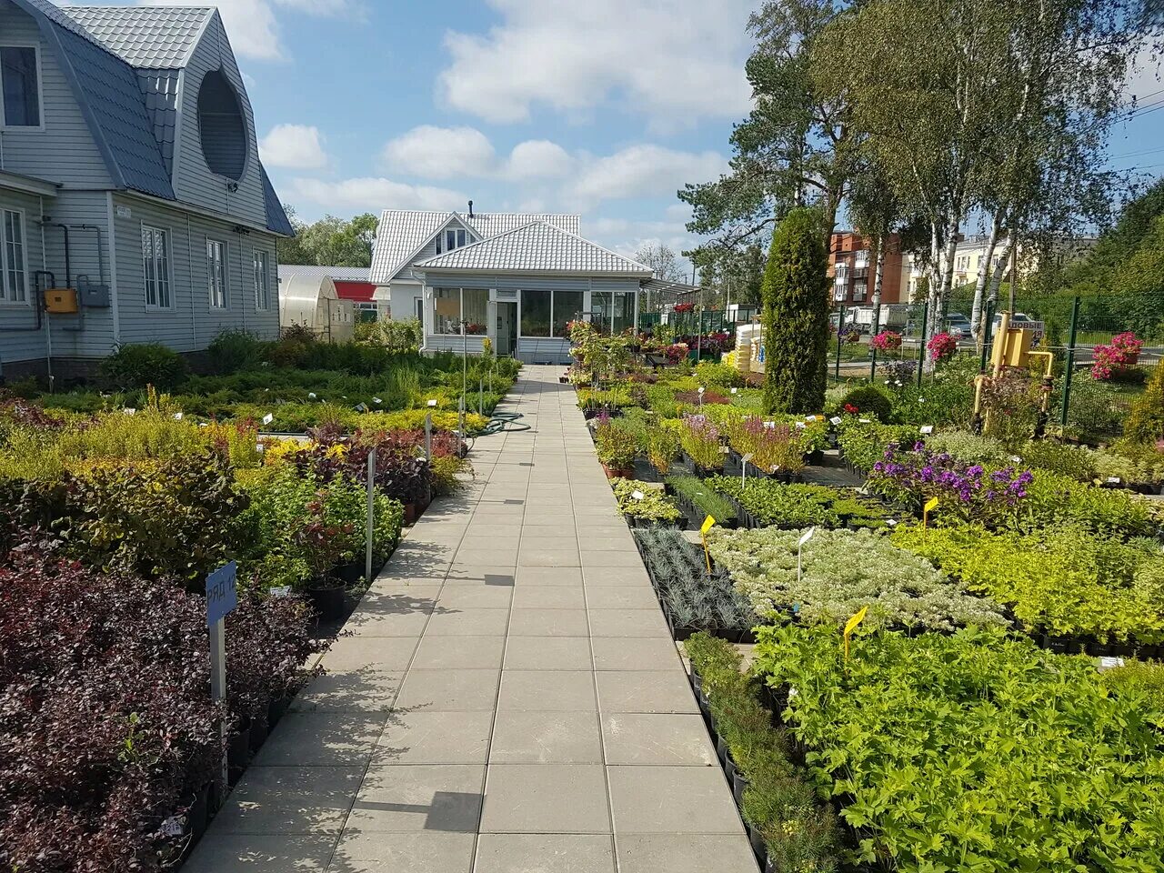 белоостров питомник растений. ёлы-палы в тольятти официальный сайт. растения белоостров. белоостровский питомник растений санкт-петербург. питомник самый красивый.