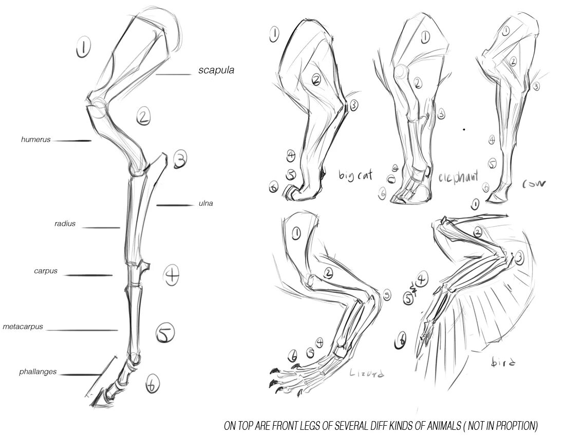 Скелет конечностей собаки. Анатомия собаки скелет конечностей. Анатомия собаки скелет передней конечности. Кости голени собаки анатомия. Строение конечностей собаки.