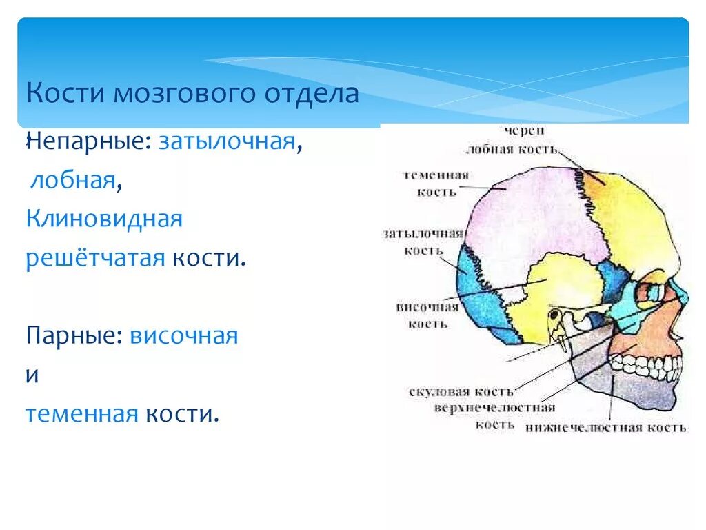 Кости мозгового черепа парные и непарные. Отделы черепа. Кости мозгового отдела. Мозгово кости черепа мозговой отдел. Мозговой отдел парные и непарные кости. Черепно мозговую кость