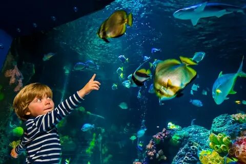 Sea life